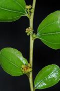 Ziziphus jujuba